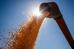 Mesmo com atraso na colheita por causa das chuvas, Goiás deve ampliar exportação de soja em março