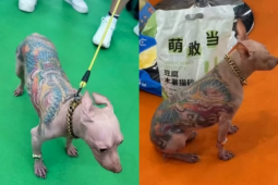 Chihuahua tatuado choca visitantes em feira de pets na China