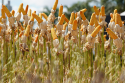 Tecnoshow 2026 aposta em inovação com novo pavilhão tecnológico em Rio Verde