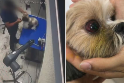 Tosador investigado por maus-tratos aparece agredindo outra cadela em novo vídeo em Aparecida de Goiânia