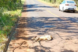 Veado morre após ser atropelado em rodovia na zona rural de Rio Verde