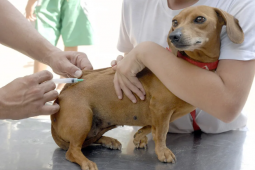 Rio Verde realiza Dia D de vacinação antirrábica neste sábado (17); confira os locais