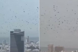 Imagens assustam e levantam uma dúvida: é só natureza mesmo?