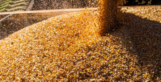 Safra brasileira deve bater recorde histórico em 2025, aponta IBGE