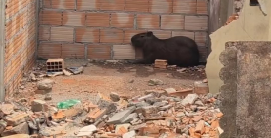 Bombeiros resgatam capivara em lote urbano e devolvem animal à natureza em Itumbiara