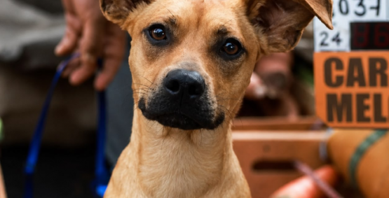 Feira de adoção de cães e gatos acontece neste domingo (25) no Parque Interlagos, em Rio Verde