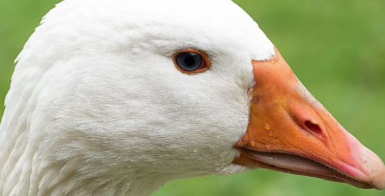 Foie gras: projeto de lei que proíbe alimentação forçada de animais é aprovada no Brasil