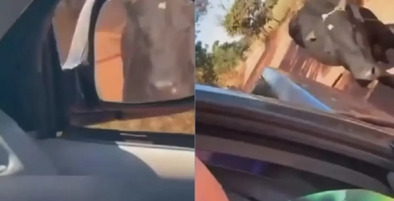 Homem é investigado por arrastar boi preso a caminhonete e gravar cena em tom de deboche em Goiás