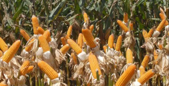 Expedição Safra Goiás inicia nova etapa para avaliar milho, sorgo e girassol em 19 municípios