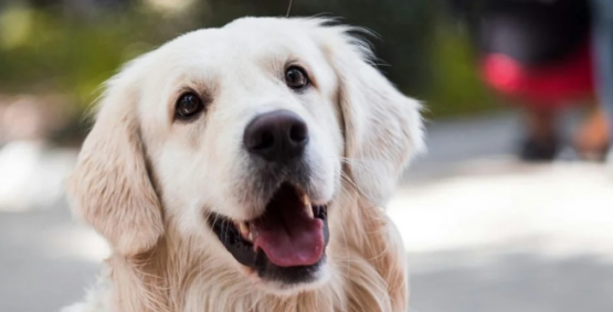 Mel, Luna e Thor estão entre os nomes de pets mais populares no Brasil, aponta pesquisa
