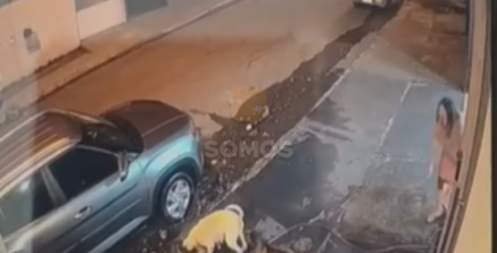Pitbull ataca e mata cachorra; tutora pede medida protetiva em Jataí