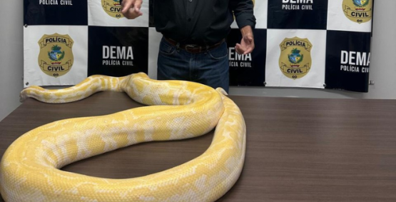 Polícia Civil de Goiás apreende cobra píton sem documentação e origem