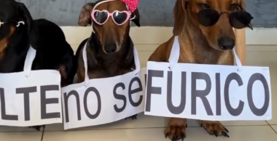 Protesto com patinhas pede virada sem fogos barulhentos em 2026