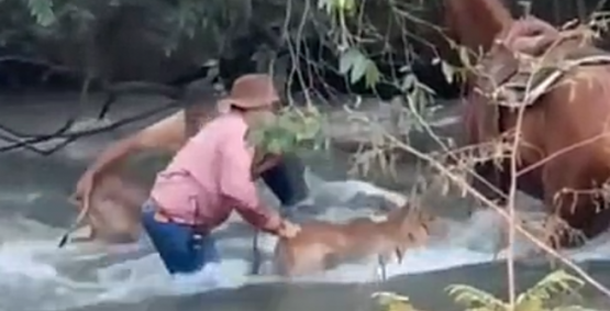 Peão desafia correnteza e salva bezerro em rio de Montividiu