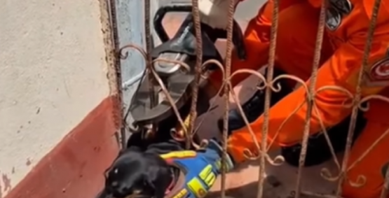 Cachorro fica preso em grade de portão e é resgatado pelos bombeiros em Jataí
