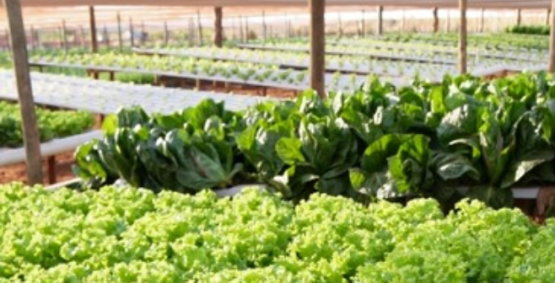 Rio Verde fortalece segurança alimentar e cria novos instrumentos de apoio à agricultura familiar