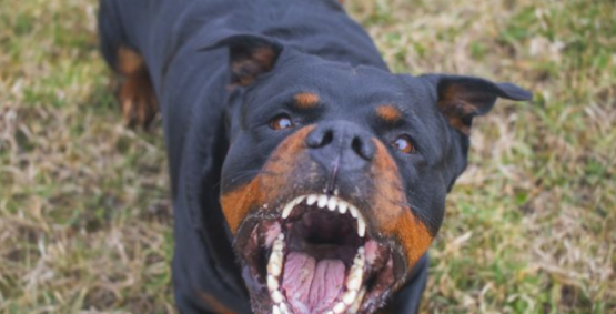 Rottweiler entra em residência e ataca morador no Bairro Interlagos em Rio Verde