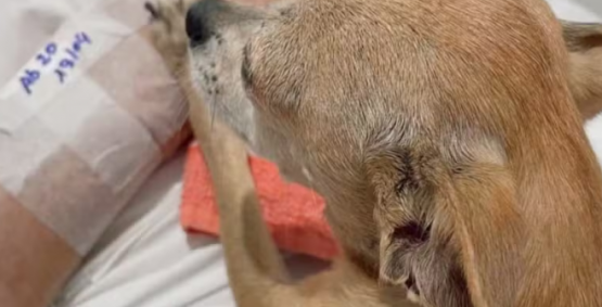 Idoso morre horas depois de receber visita da cachorrinha em hospital do RS