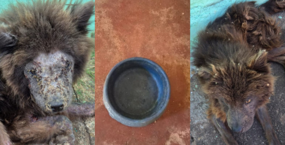 PC resgata cães em estado grave de abandono e prende tutora por maus-tratos em Goiânia