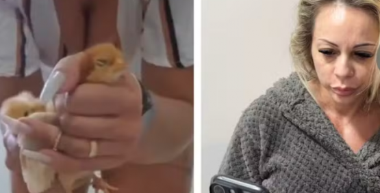 Suspeita de torturar e matar animais esmagando-os para vender vídeos na internet é solta horas após ser presa