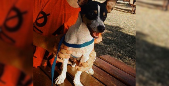 Cachorro desaparece no Bairro Martins e família busca por informações