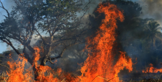Goiás reduz em mais de 50% área queimada e lança plataforma com IA para monitorar incêndios