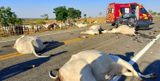 Carro atinge cinco bois em Goiás, deixa motorista ferido e todos os animais mortos