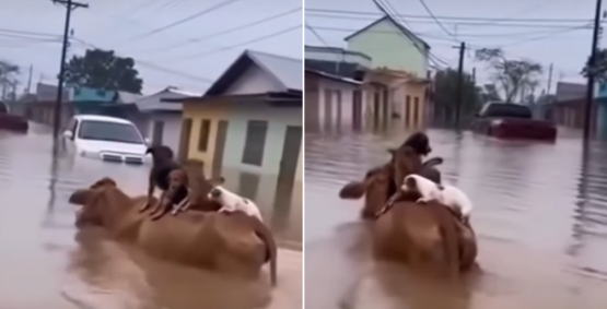 Vídeo de vaca salvando cachorros em enchente é falso e foi criado com inteligência artificial