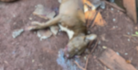 PM prende homem suspeito de matar dois cães a tiros em Porteirão 