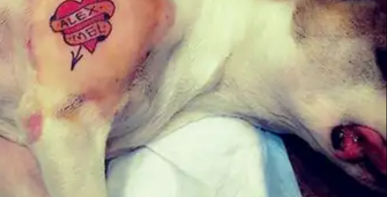 Tatuagem e piercing em pets agora são crimes com pena de reclusão no Brasil