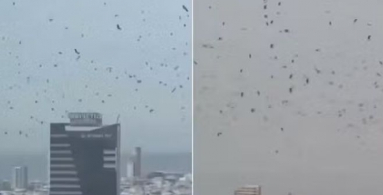 Imagens assustam e levantam uma dúvida: é só natureza mesmo?