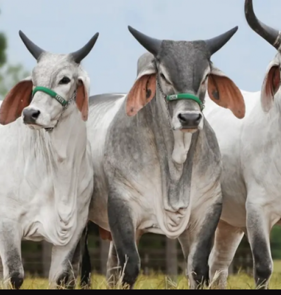 Carne brasileira vira alvo de nova disputa comercial com os EUA e pode sofrer tarifa extra de 12,5%