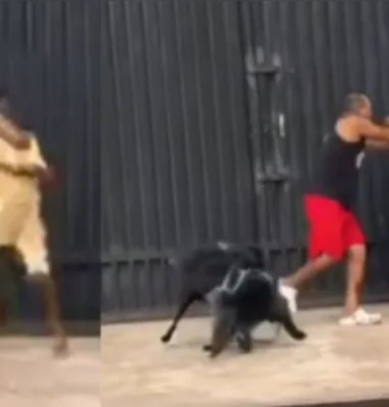 Briga entre tutores e animais volta a viralizar nas redes sociais após cão cheirar traseiro de outro