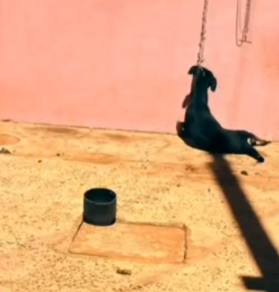 Cão é encontrado morto enforcado em Jataí; tutor é preso em flagrante