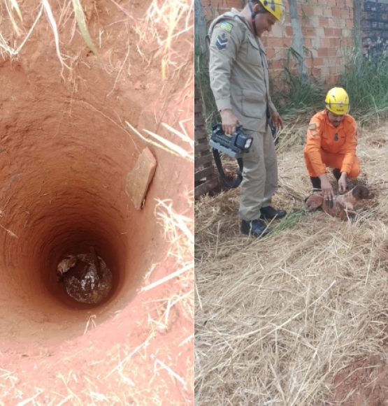 Cão é resgatado de cisterna com 10 metros de profundidade no Portal do Sol, em  Rio Verde