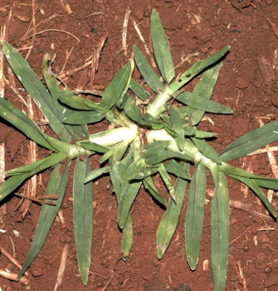 Embrapa lança curso gratuito sobre manejo do capim-pé-de-galinha durante a Tecnoshow 2026