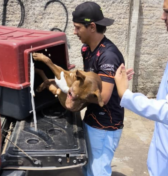 Polícia Civil prende homem por maus-tratos a animais em Caldas Novas