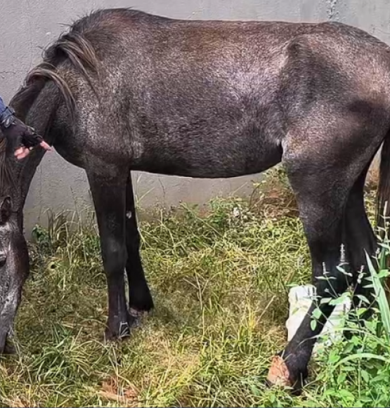 Égua alvo de maus tratos é resgatada no Residencial Atalaia, em Rio Verde