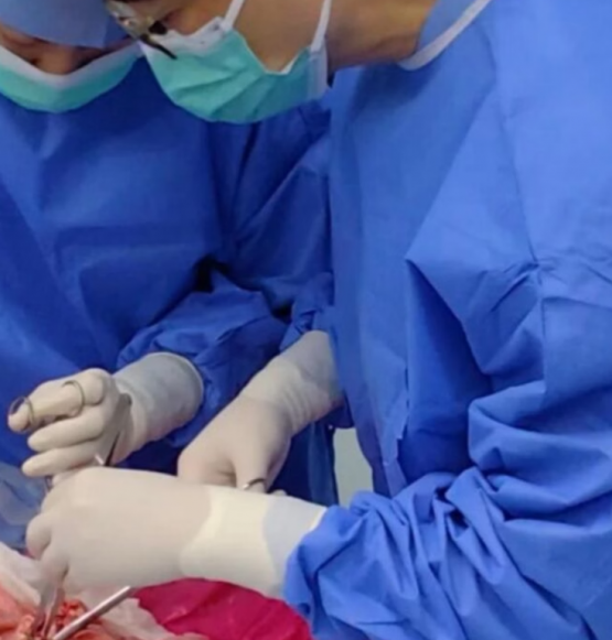 China realiza primeiro transplante de pulmão de porco para humano em experimento inédito