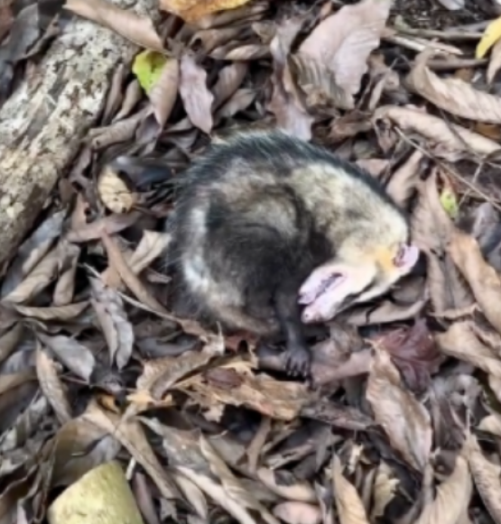 Gambá finge estar morto para escapar de ameaça e registro viraliza nas redes