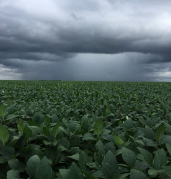 Plantio da soja avança sem atrasos em Goiás, mas clima preocupa produtores
