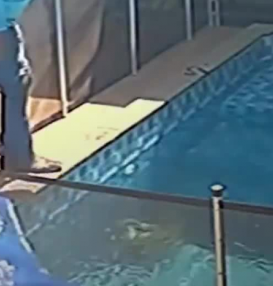 Piscineiro resgata cachorro cego que se afogava há 40 minutos em Goiânia
