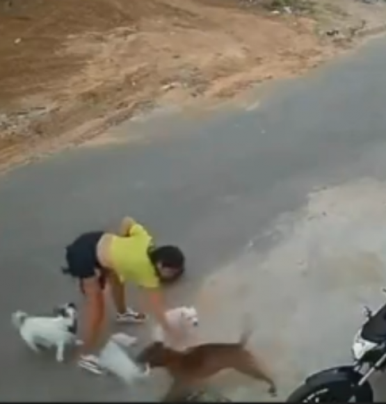 Pitbull foge de casa, ataca cachorro de mulher e ela é agredida pelo dono no Ceará