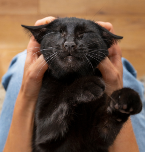 Ronronar dos gatos tem poder de acalmar e aliviar sintomas de ansiedade, apontam estudos