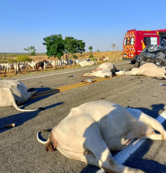 Carro atinge cinco bois em Goiás, deixa motorista ferido e todos os animais mortos
