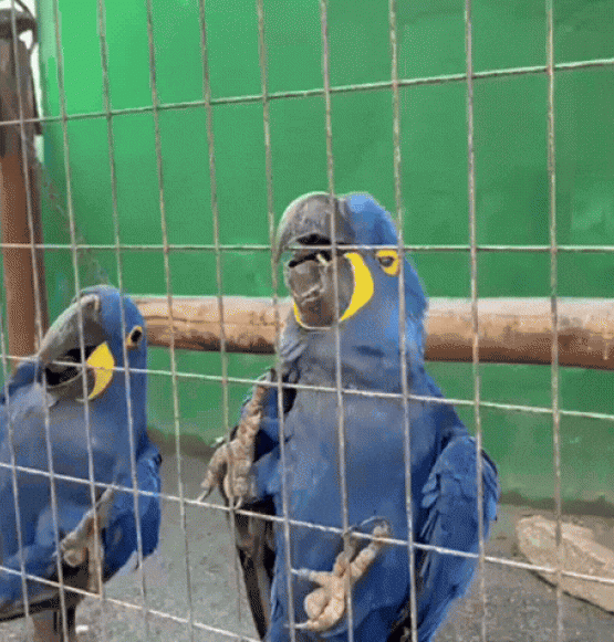 Após nascimento inédito, Zoológico de Goiânia busca ampliar reprodução de araras-azuis