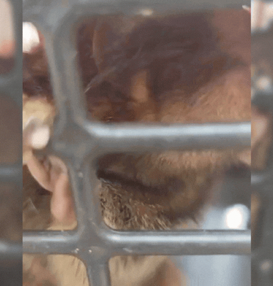 Saguis são resgatados pela Polícia Civil após denúncia de maus-tratos em Goiânia