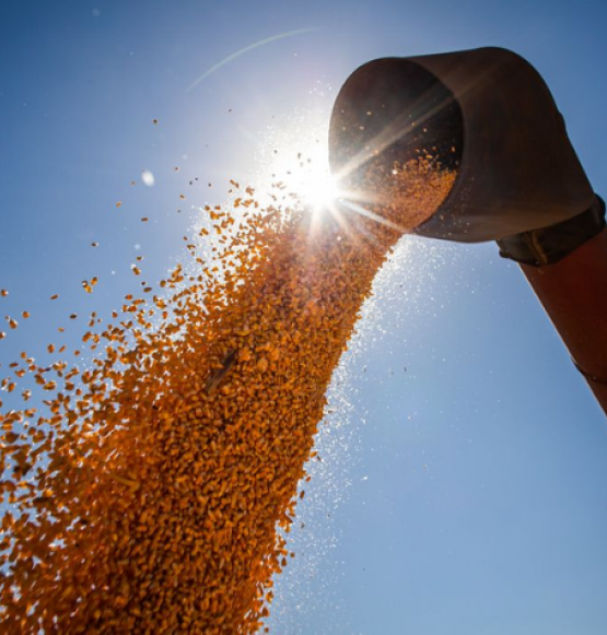 Mesmo com atraso na colheita por causa das chuvas, Goiás deve ampliar exportação de soja em março