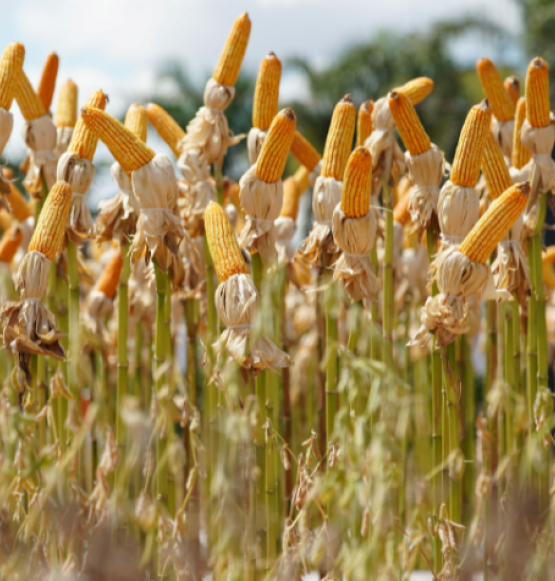 Tecnoshow 2026 aposta em inovação com novo pavilhão tecnológico em Rio Verde