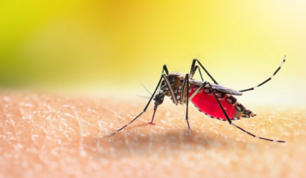 Órgão internacional alerta sobre recorde de casos de dengue na América Latina